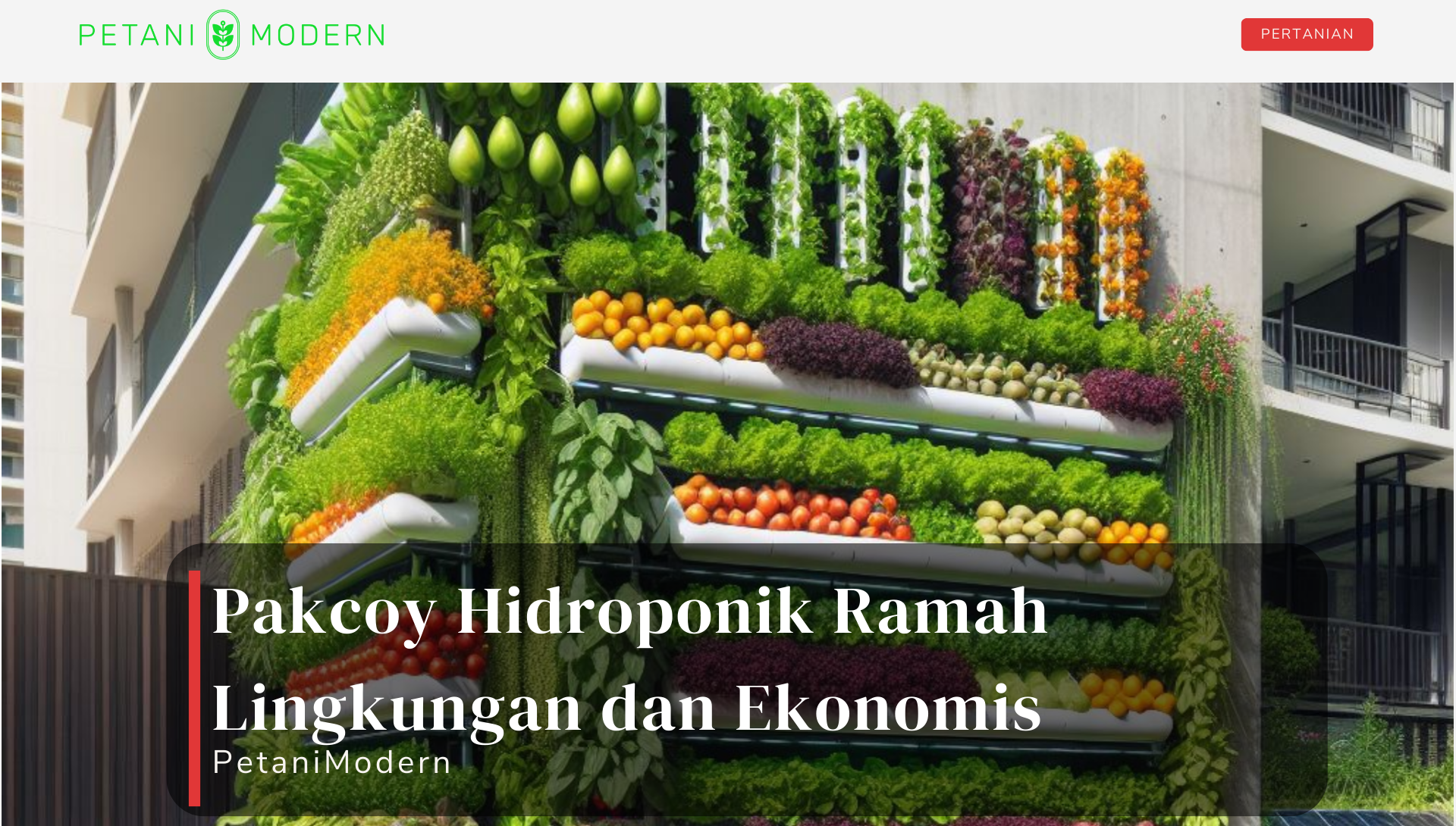 Pakcoy Hidroponik Ramah Lingkungan dan Ekonomis